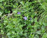 Vinca major