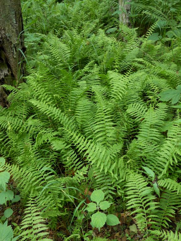 Изображение особи Parathelypteris nipponica.