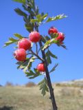 Crataegus orientalis. Часть ветви с плодами. Крым, гора Чатырдаг, южный склон. 29 сентября 2012 г.