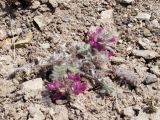 Oxytropis litwinowii