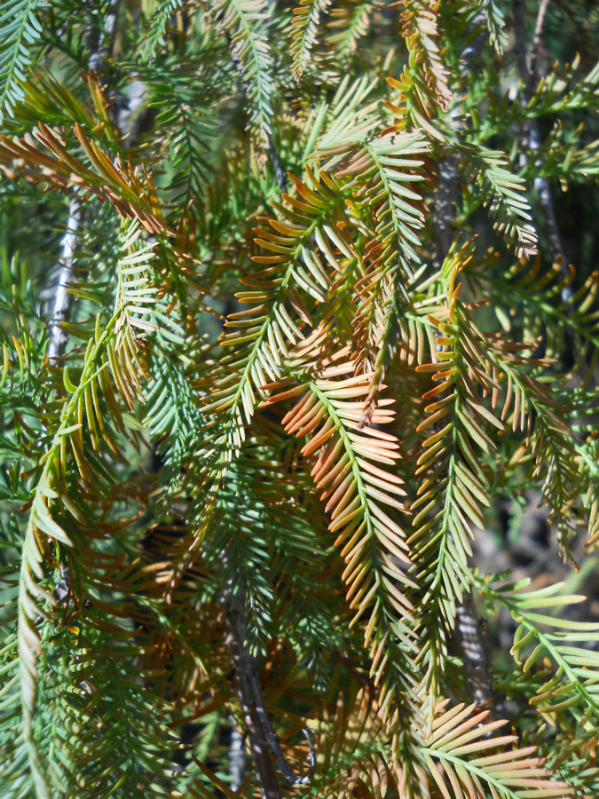 Изображение особи Taxodium distichum.