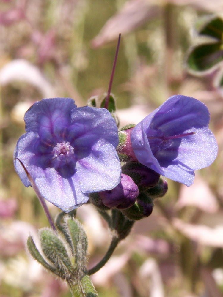 Изображение особи Lindelofia macrostyla.