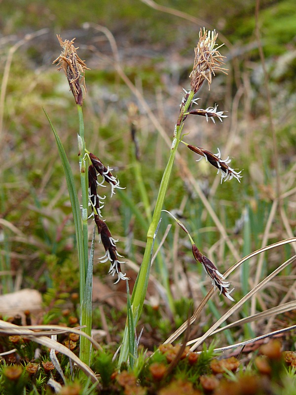 Изображение особи Carex rariflora.