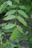 Fraxinus excelsior