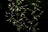 Calamagrostis arundinacea