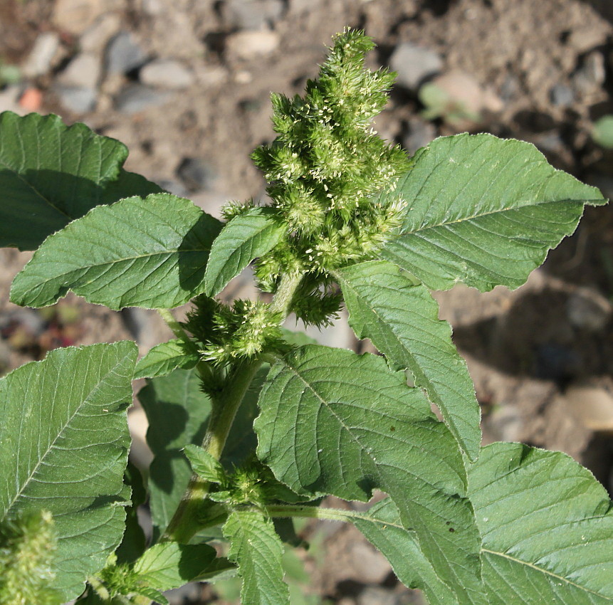 Изображение особи Amaranthus retroflexus.