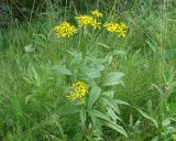 Senecio nemorensis