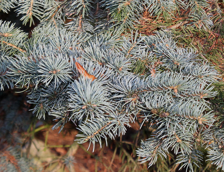 Изображение особи Picea pungens f. glauca.