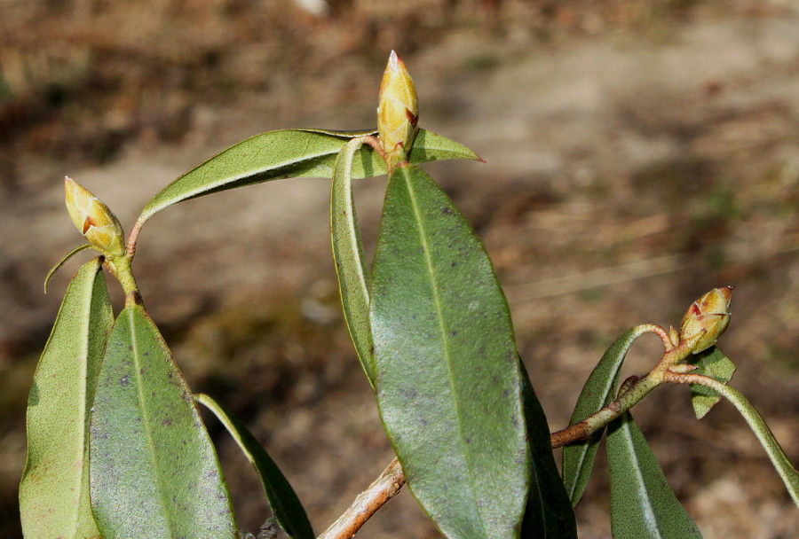 Изображение особи Rhododendron ambiguum.