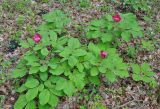 Paeonia caucasica