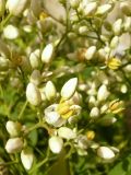 Nandina domestica