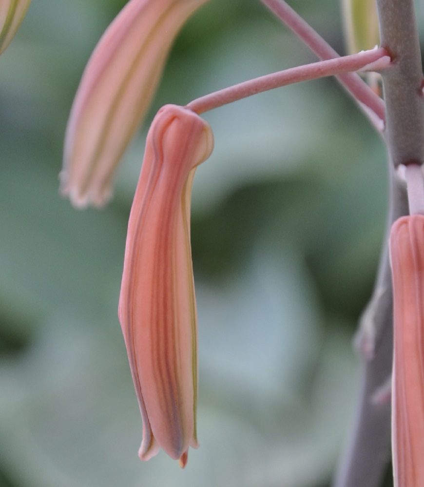 Изображение особи Aloe aristata.