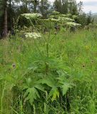 Heracleum dissectum