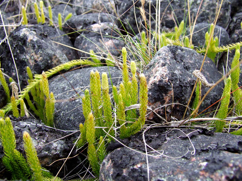 Изображение особи Lycopodium lagopus.