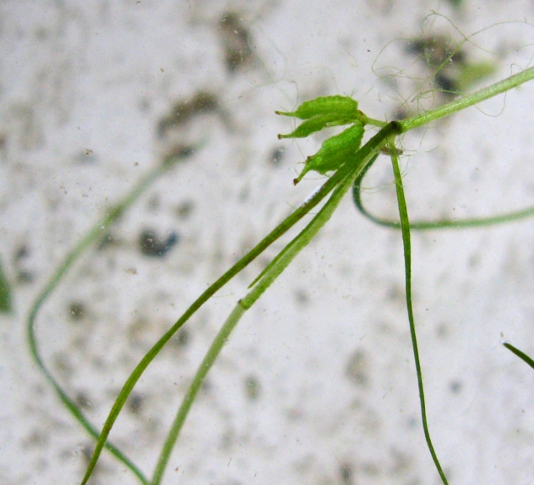 Изображение особи Zannichellia palustris.