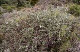 Teucrium brevifolium. Цветущее растение. Греция, Эгейское море, о. Парос, окр. пос. Молос, песчаные дюны, переходящие в скалистый берег моря. 16.12.2015.