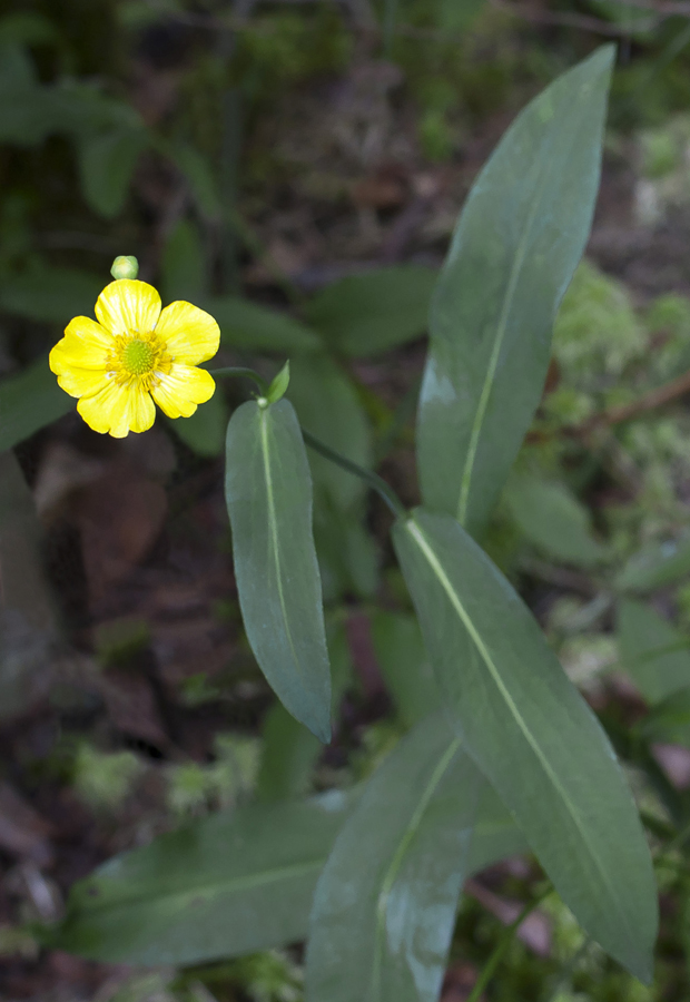 Изображение особи Ranunculus lingua.