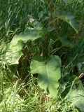 Arctium tomentosum