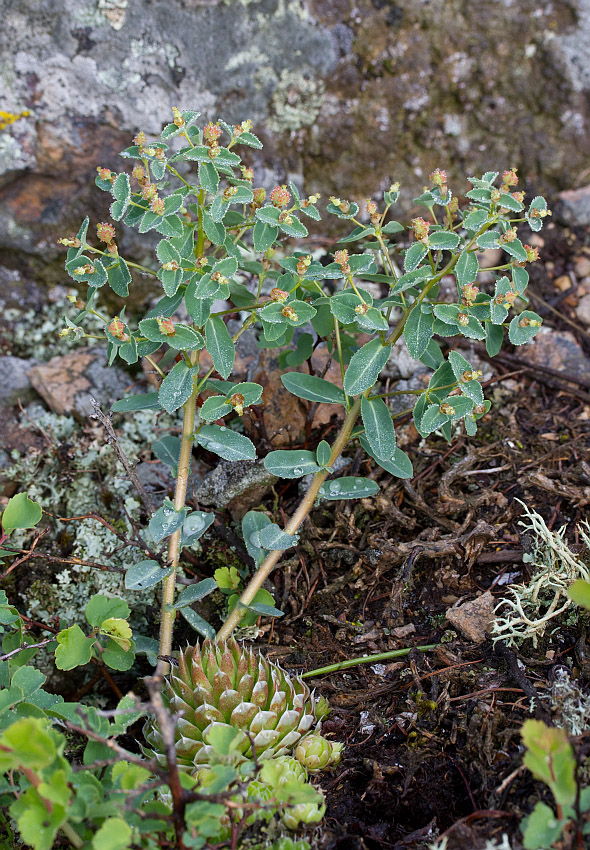 Изображение особи Euphorbia alpina.