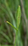 Pogonia japonica