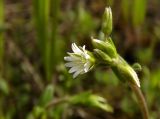 Cerastium holosteoides. Верхушка цветущего растения. Новгородская обл., Боровичский р-н, к с.-з. от г. Боровичи, вырубка. 31.05.2015.