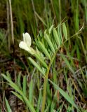 Vicia biebersteinii