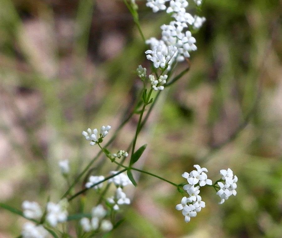 Изображение особи Galium triandrum.