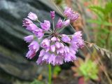 Allium angulosum