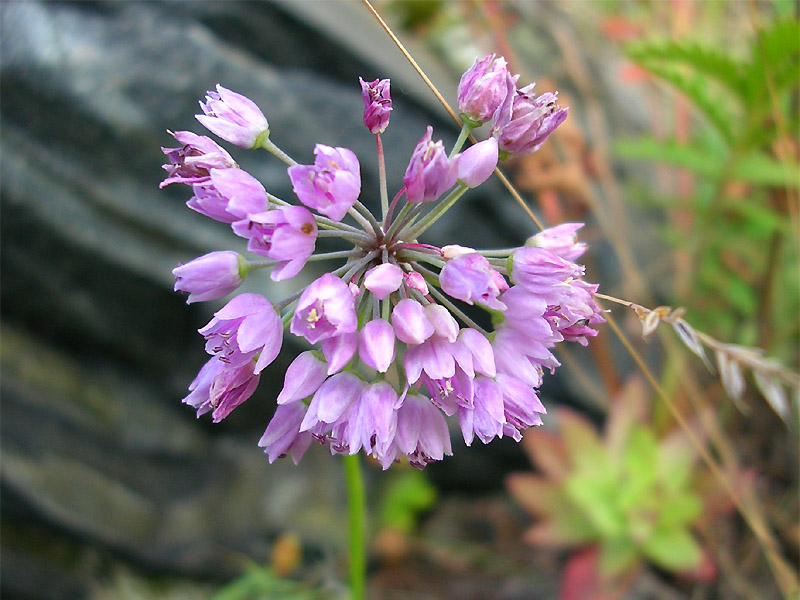 Изображение особи Allium angulosum.