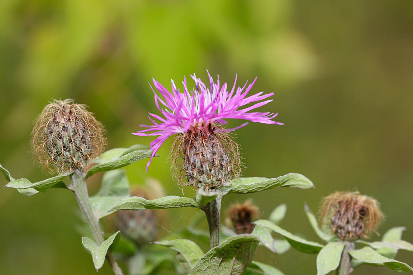 Изображение особи Centaurea pseudophrygia.