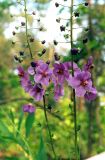 Verbascum phoeniceum