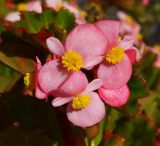 Begonia × hortensis. Цветки. Восточный Казахстан, г. Усть-Каменогорск, парк Жастар, в культуре. 03.09.2016.