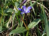 Vinca herbacea. Верхняя часть побега с цветком. Украина, Запорожская обл., Запорожский р-н, Малоекатериновское охотничье-рыболовное хозяйство, степь. 17.04.2016.