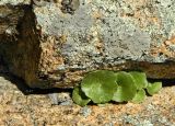 genus Umbilicus. Листья. Испания, Центральная Кордильера, нац. парк Сьерра-де-Гуадаррама, гранитный массив La Pedriza. Январь.