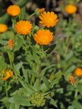 Calendula arvensis. Верхушка растения с соцветиями и завязавшимися плодами. США, Калифорния, Сан-Франциско, горка возле смотровой площадки. 15.02.2017.