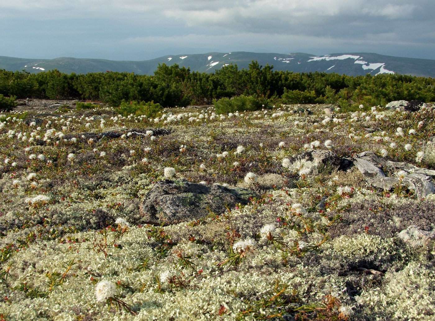 Изображение особи Ledum decumbens.