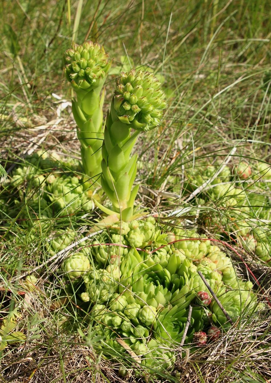 Изображение особи Jovibarba globifera.