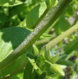 Stellaria neglecta