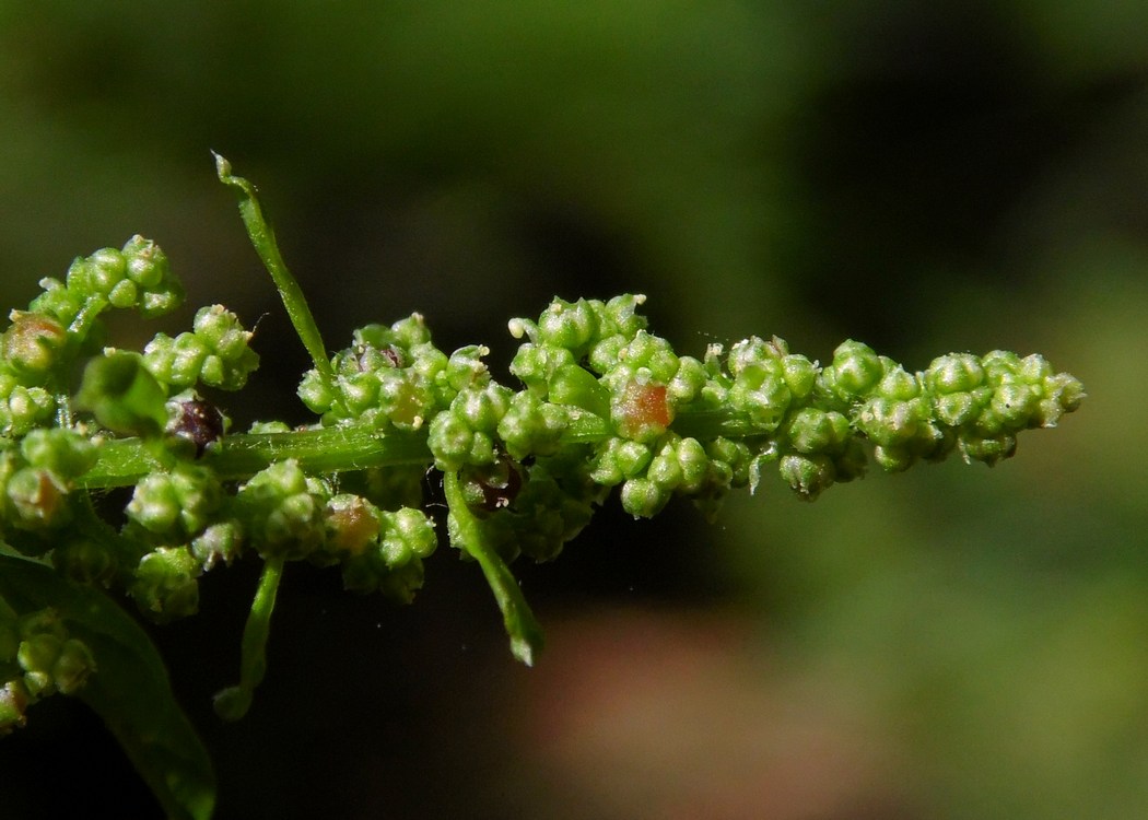 Изображение особи Lipandra polysperma.