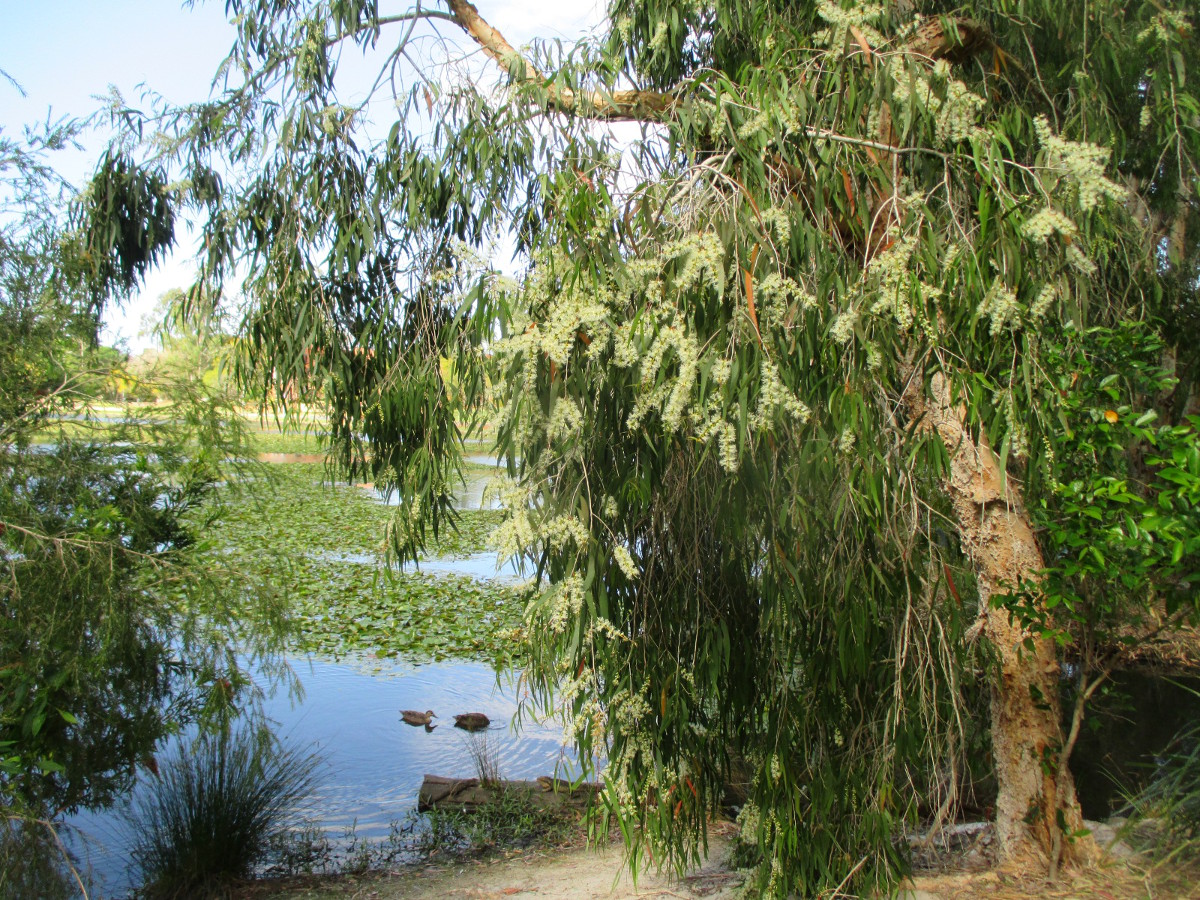 Изображение особи Melaleuca quinquenervia.