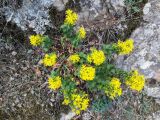 Solidago virgaurea