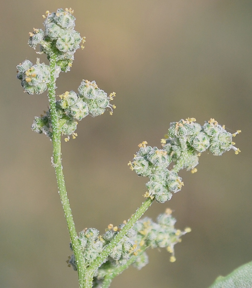 Изображение особи Chenopodium album.