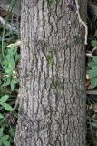 Populus trichocarpa