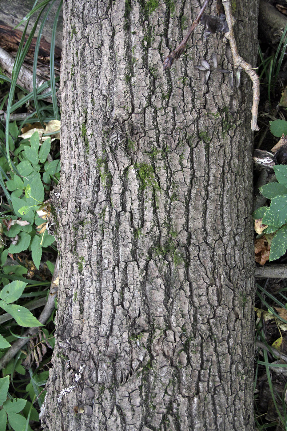 Изображение особи Populus trichocarpa.
