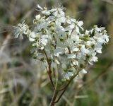 Filipendula vulgaris