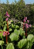 Bergenia crassifolia. Цветущие растения. Республика Алтай; Катунский хр., водораздел р. Аргут и Аккем, окр. оз. Акташ. 30.06.2006.