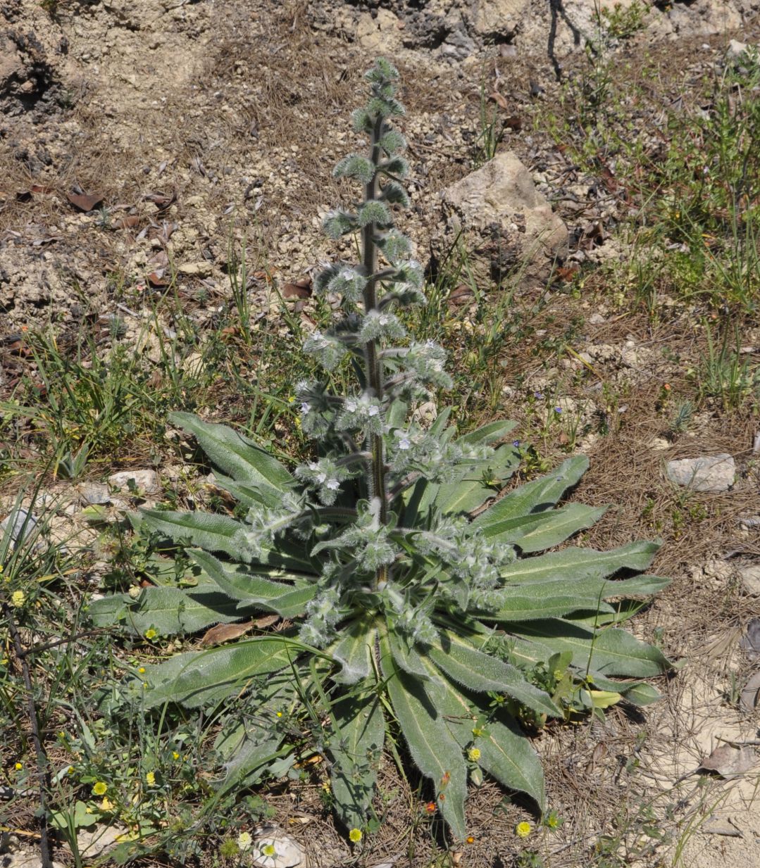 Изображение особи Echium italicum.