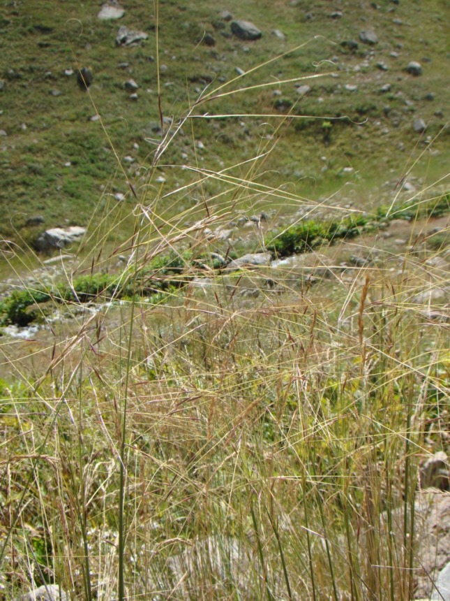 Изображение особи род Stipa.