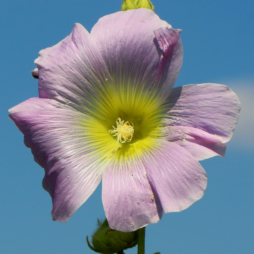 Изображение особи Alcea rosea.