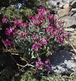 Matthiola incana. Цветущее и плодоносящее растение в сообществе с Juniperus oxycedrus. Испания, автономное сообщество Каталония, провинция Жирона, комарка Альт Эмпорда, муниципалитет Кадакес, мыс Креус, окр. маяка Far de cap de Creus, каменистый склон. 17.03.2019.